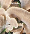 Mushrooms that Boost Immune Function